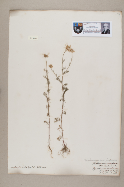 NHM_HH_29.46-2010 image NHM_HH_29.46-2010