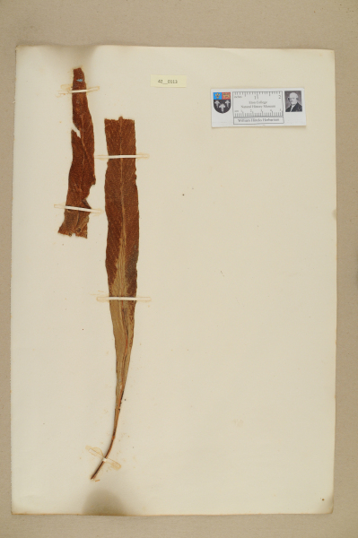 NHM_HH_42.113-2010 image NHM_HH_42.113-2010