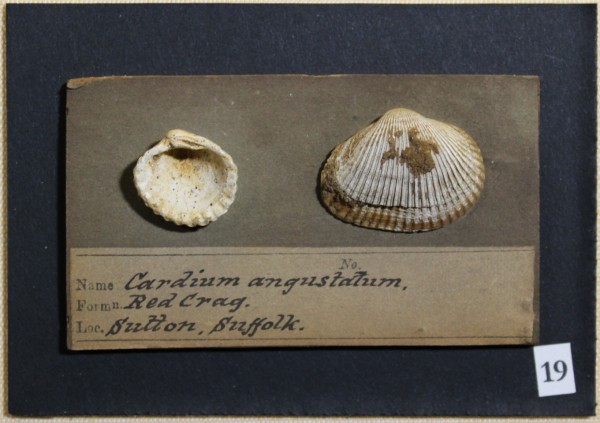 NHM-FT.19__-2016 image NHM-FT.19__-2016