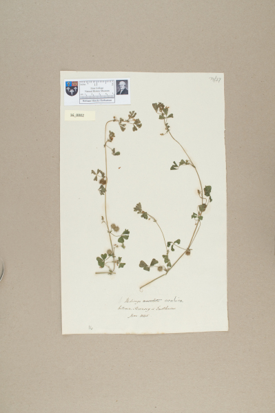 NHM_HH_16.2-2010 image NHM_HH_16.2-2010