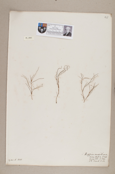 NHM_HH_30.43-2010 image NHM_HH_30.43-2010