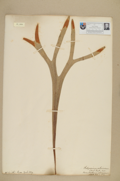 NHM_HH_42.56-2010 image NHM_HH_42.56-2010