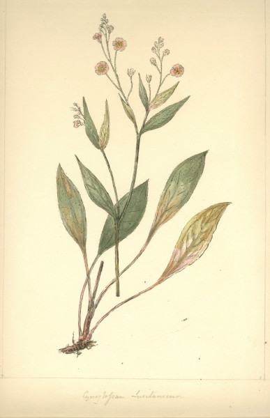 image NHM-HH.8-2014