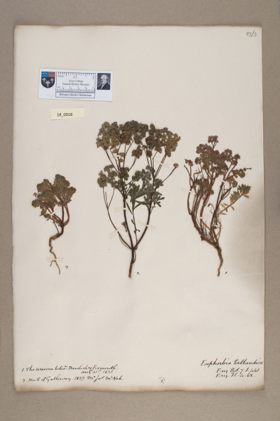 NHM_HH_18.18-2010 image NHM_HH_18.18-2010