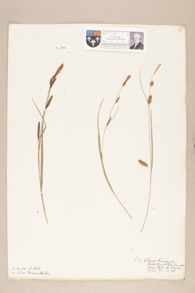 NHM_HH_33.11-2010 image NHM_HH_33.11-2010