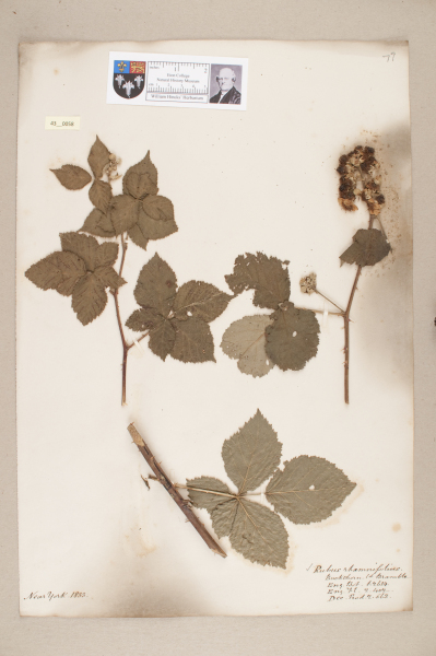 NHM_HH_43.58-2010 image NHM_HH_43.58-2010