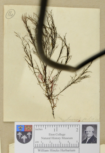 NHM_HH_1.14-2010 image NHM_HH_1.14-2010