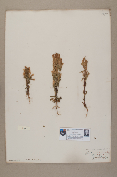 NHM_HH_19.71-2010 image NHM_HH_19.71-2010