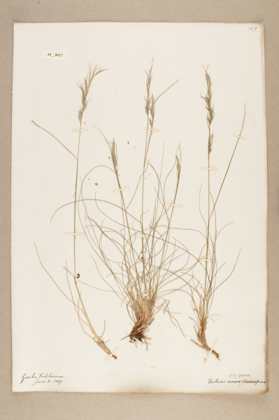 NHM_HH_34.17-2010 image NHM_HH_34.17-2010