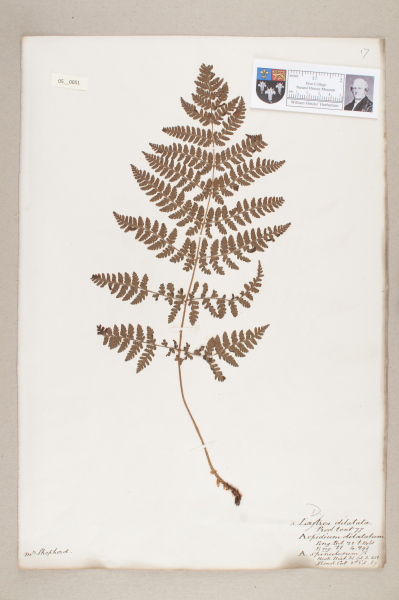 NHM_HH_5.51-2010 image NHM_HH_5.51-2010