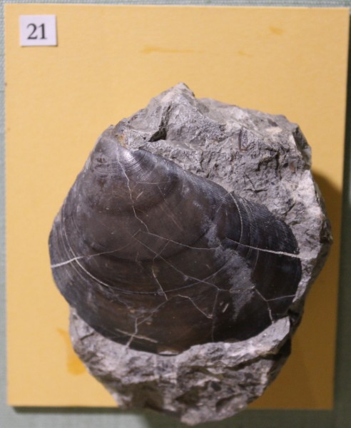 NHM.482-2017 image NHM.482-2017