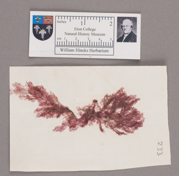 NHM_HH_1.233-2010 image NHM_HH_1.233-2010