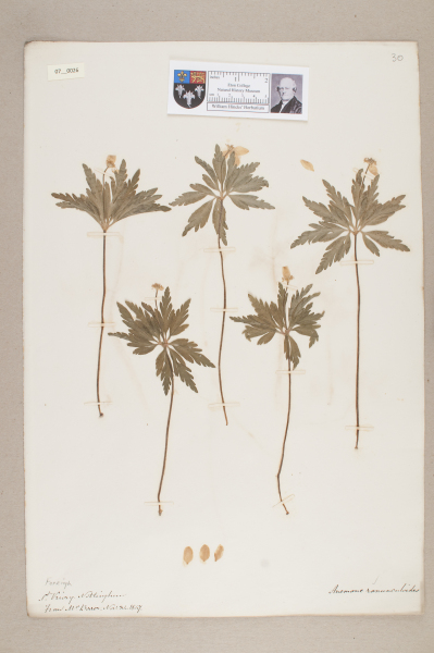 NHM_HH_7.26-2010 image NHM_HH_7.26-2010