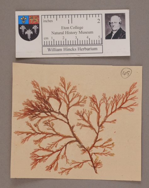 NHM_HH_1.49-2010 image NHM_HH_1.49-2010