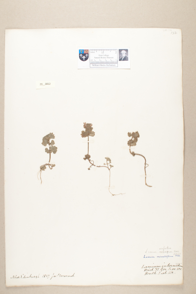 NHM_HH_23.12-2010 image NHM_HH_23.12-2010