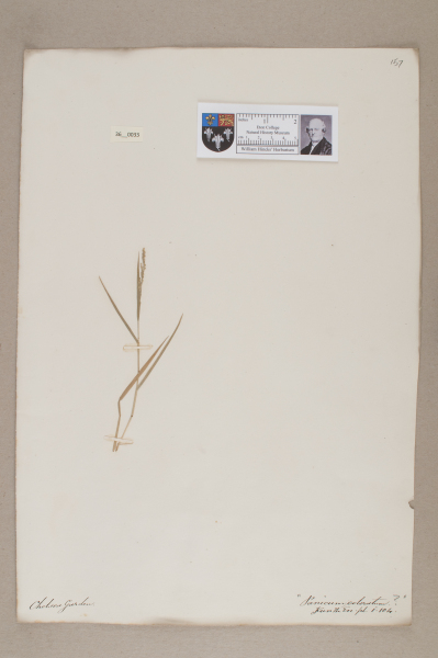 NHM_HH_36.33-2010 image NHM_HH_36.33-2010