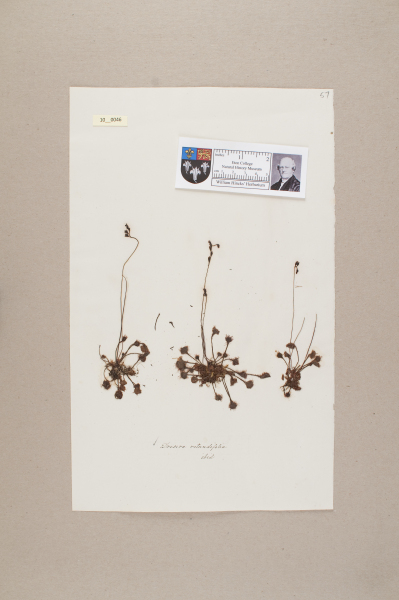 NHM_HH_10.46-2010 image NHM_HH_10.46-2010