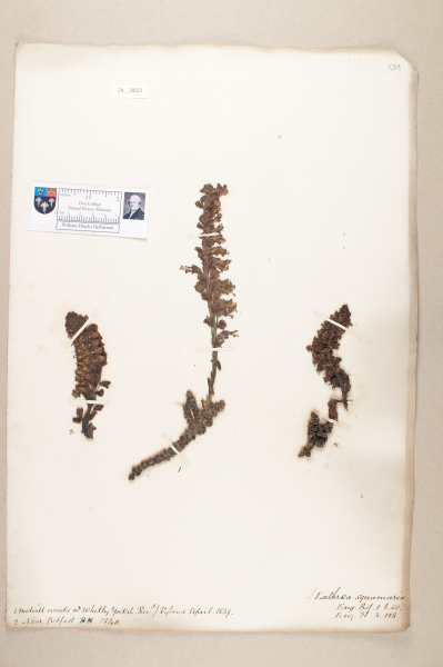 NHM_HH_24.22-2010 image NHM_HH_24.22-2010