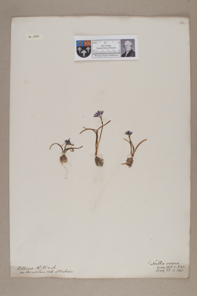 image NHM_HH_38.23-2010