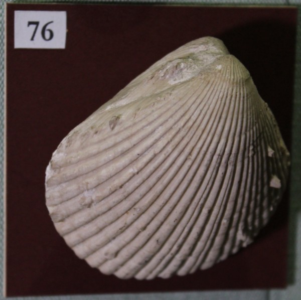 NHM.537-2017 image NHM.537-2017