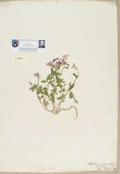 NHM_HH_11.19-2010 image NHM_HH_11.19-2010