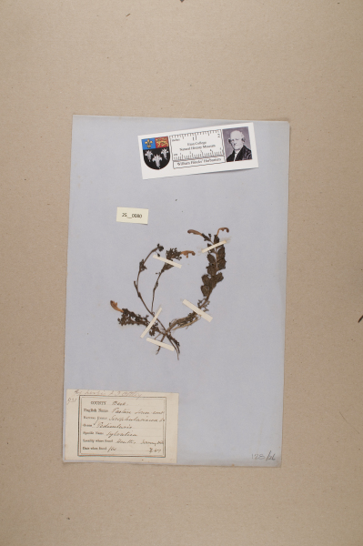 NHM_HH_25.80-2010 image NHM_HH_25.80-2010