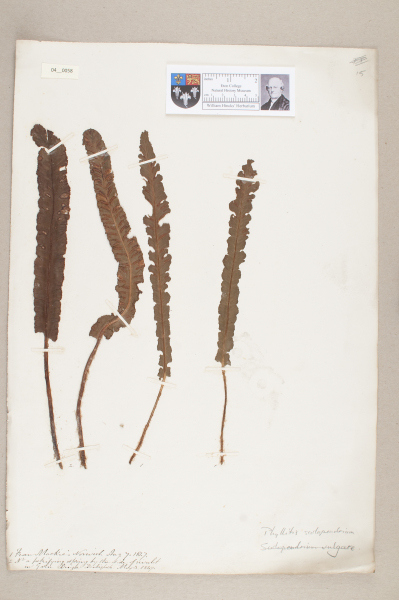 NHM_HH_4.58-2010 image NHM_HH_4.58-2010