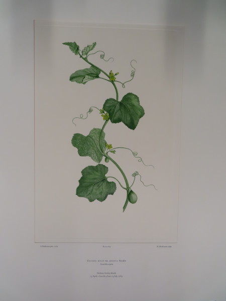 image FDA-E.2916_29_4-2016