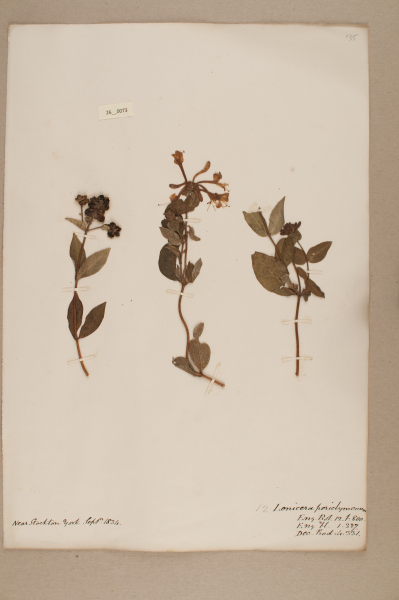 NHM_HH_26.73-2010 image NHM_HH_26.73-2010