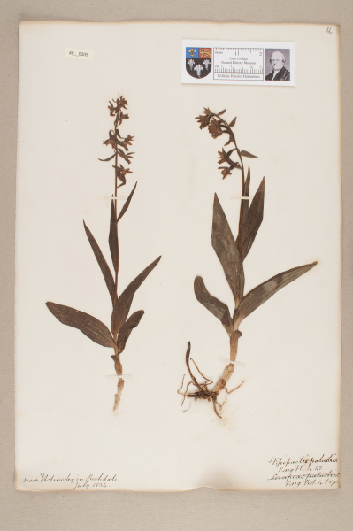 NHM_HH_40.9-2010 image NHM_HH_40.9-2010