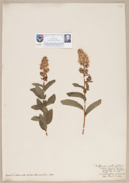 NHM_HH_13.29-2010 image NHM_HH_13.29-2010