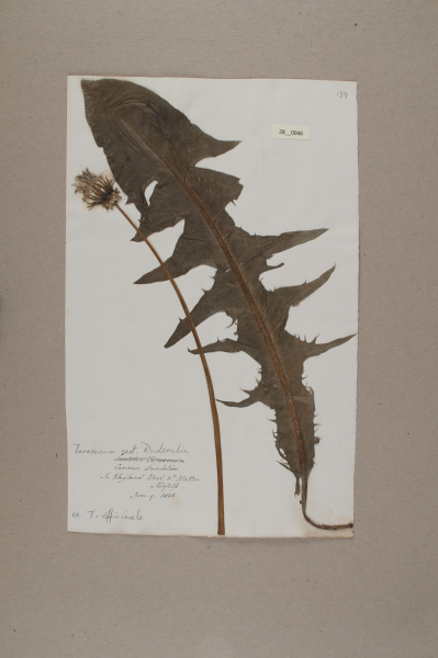 NHM_HH_28.46-2010 image NHM_HH_28.46-2010