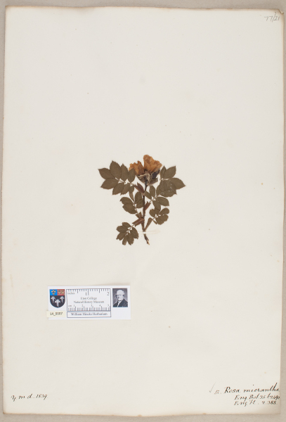 NHM_HH_14.7-2010 image NHM_HH_14.7-2010