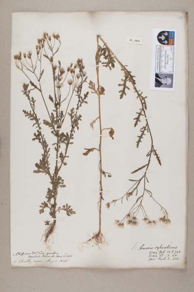 NHM_HH_29.55-2010 image NHM_HH_29.55-2010