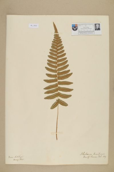 NHM_HH_42.122-2010 image NHM_HH_42.122-2010