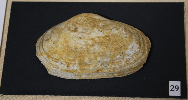 NHM-FT.29-2016 image NHM-FT.29-2016