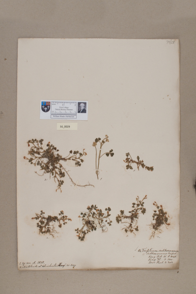 NHM_HH_16.29-2010 image NHM_HH_16.29-2010