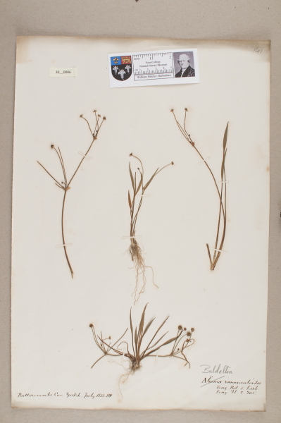 NHM_HH_30.6-2010 image NHM_HH_30.6-2010