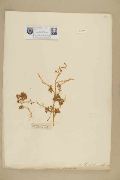 NHM_HH_42.65-2010 image NHM_HH_42.65-2010