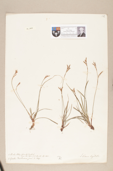 NHM_HH_33.20-2010 image NHM_HH_33.20-2010