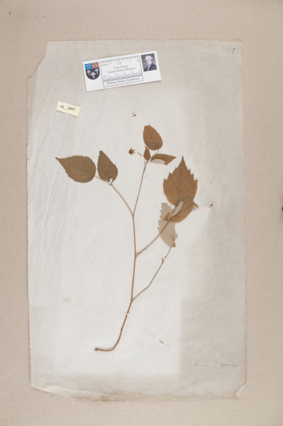 NHM_HH_43.67-2010 image NHM_HH_43.67-2010