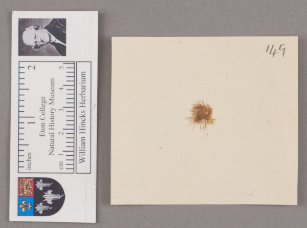 NHM_HH_1.149-2010 image NHM_HH_1.149-2010