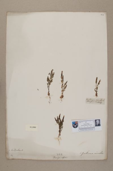 NHM_HH_19.80-2010 image NHM_HH_19.80-2010