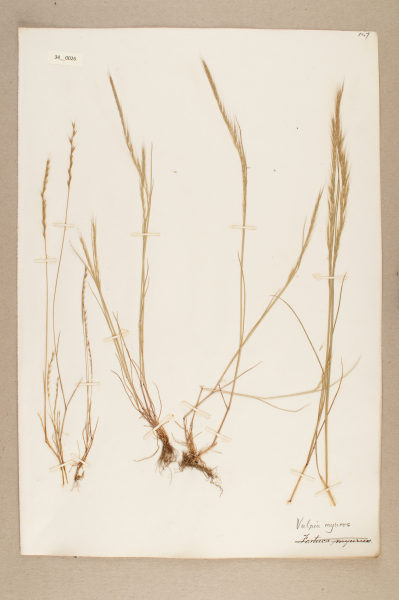 NHM_HH_34.26-2010 image NHM_HH_34.26-2010