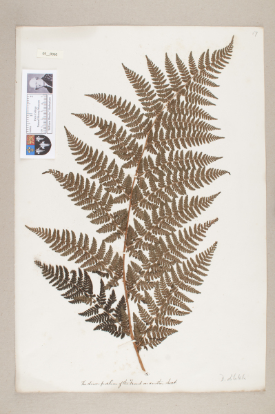 NHM_HH_5.60-2010 image NHM_HH_5.60-2010