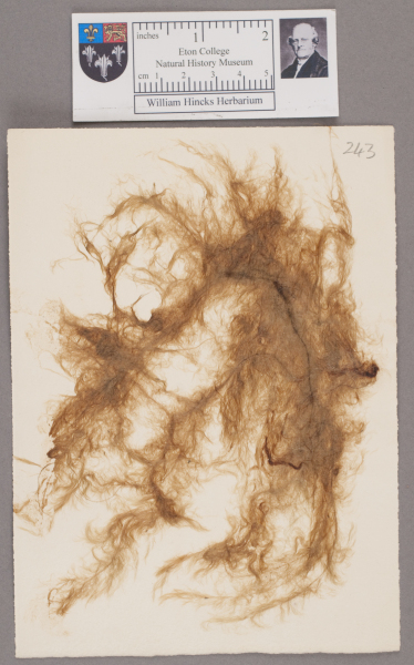 NHM_HH_1.243-2010 image NHM_HH_1.243-2010