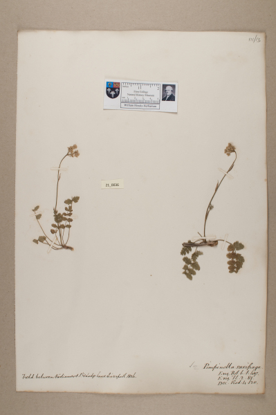 NHM_HH_21.36-2010 image NHM_HH_21.36-2010