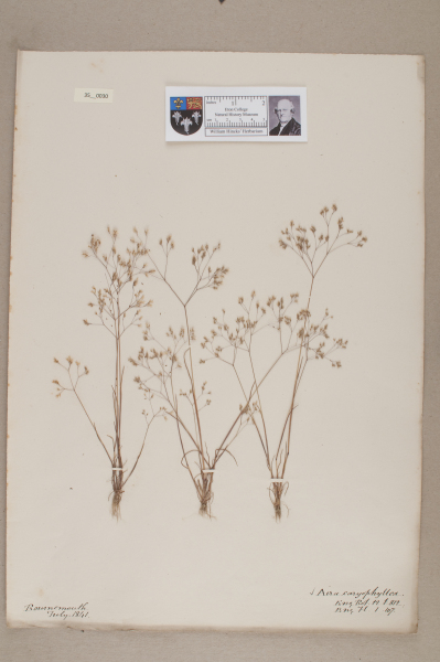 NHM_HH_35.30-2010 image NHM_HH_35.30-2010