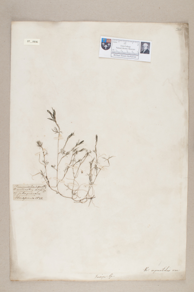 NHM_HH_7.36-2010 image NHM_HH_7.36-2010