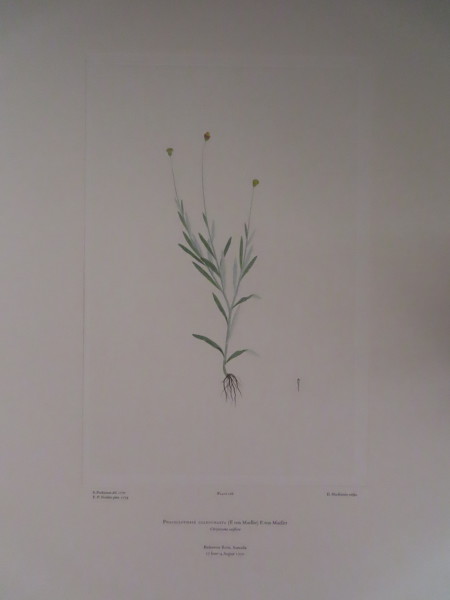 image FDA-E.2916_8_12-2016-A